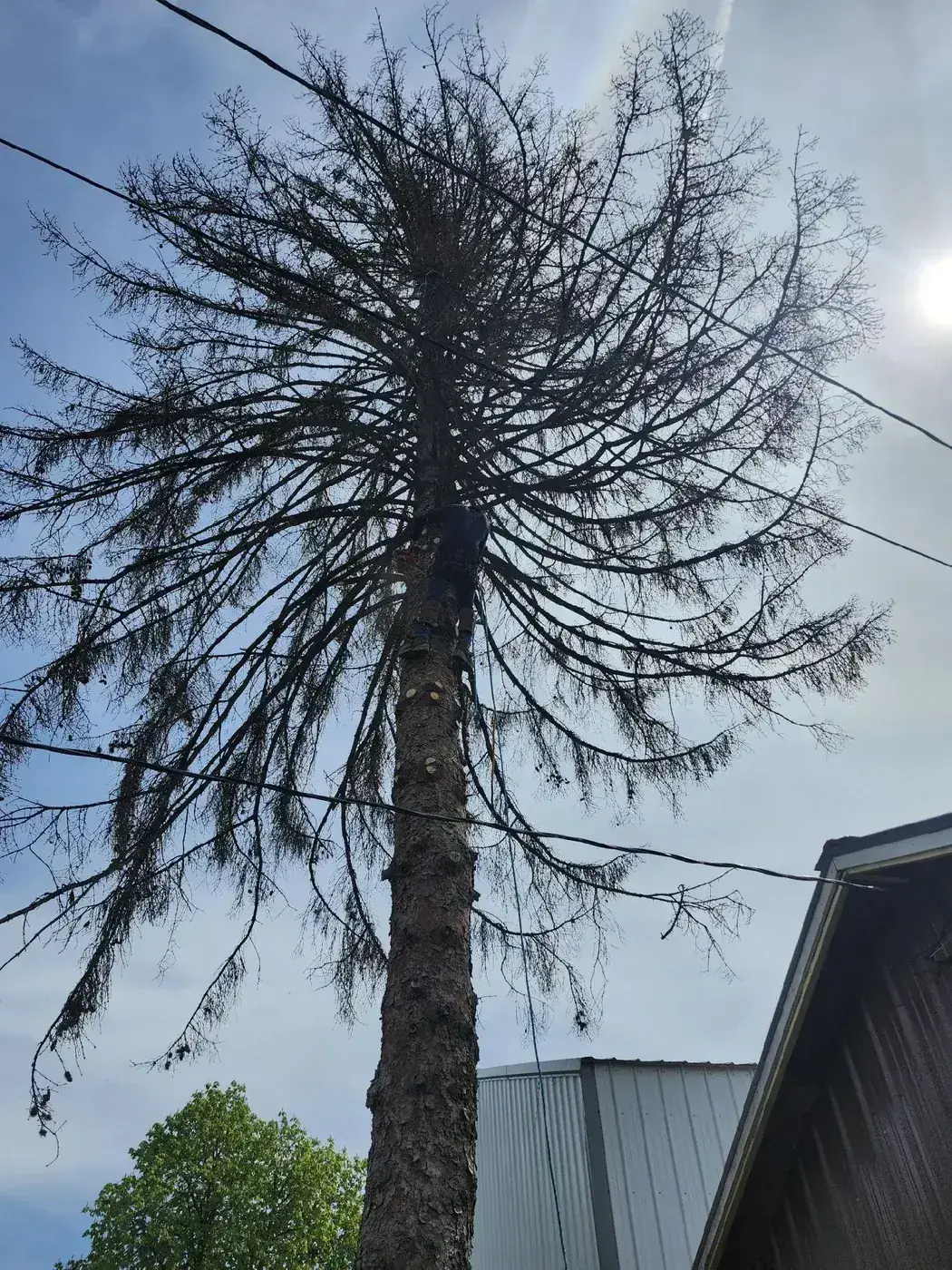 Climber Removing Dead Pine — Spokane Climber rigging and removing a dead pine tree near power lines in Spokane WA
