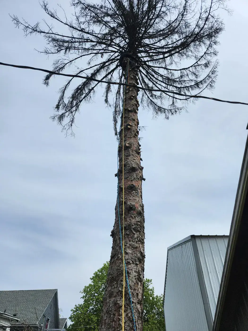 Topping a Dead Pine Above the Power Lines Tree climber topping the crown of a dead pine high above power lines during a Spokane hazardous tree removal