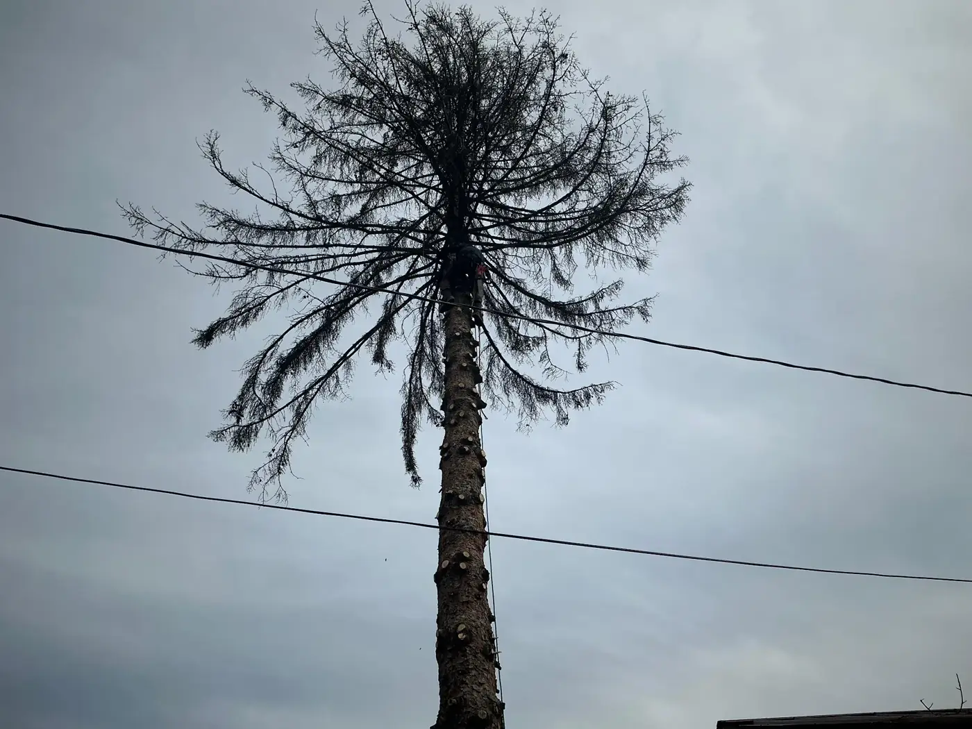 Dead Tree Tangled in Power Lines — Spokane Climber removing a dead pine standing near utility lines in Spokane WA