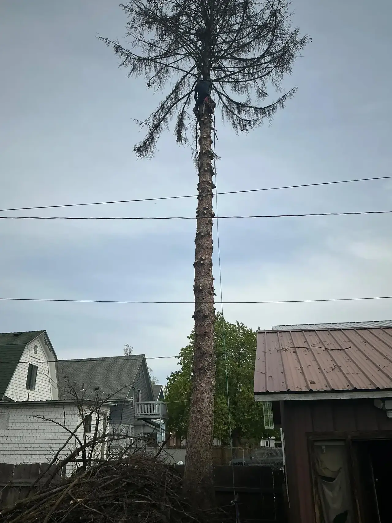 Kyler climbing a dangerous dead tree near a Spokane house
